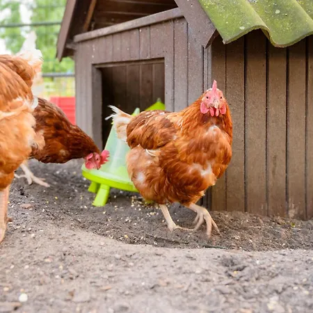 Dom wakacyjny Dorfkiek - Bauernhof Hopp Vadersdorf *