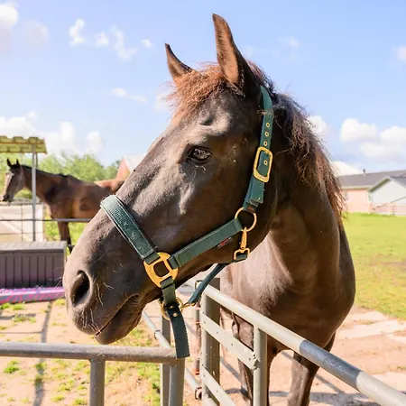 Dorfkiek - Bauernhof Hopp Vadersdorf Fehmarn