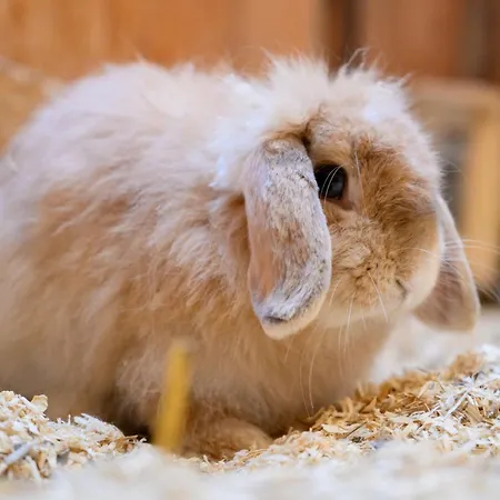 Dom wakacyjny Dorfkiek - Bauernhof Hopp Vadersdorf