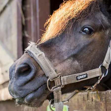 Dom wakacyjny Dorfkiek - Bauernhof Hopp Vadersdorf *
